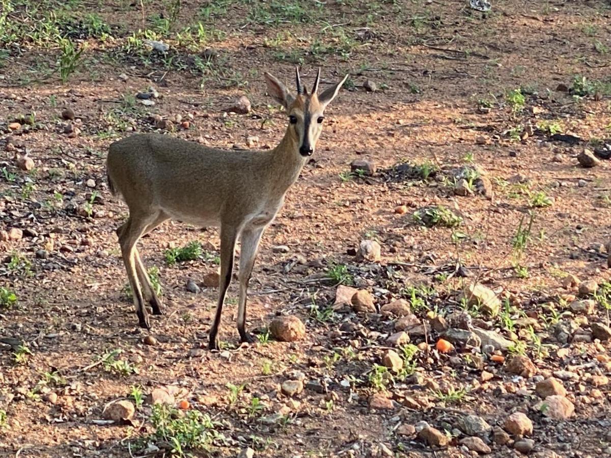 Birdsong Kruger Villa Марлот Парк Екстериор снимка